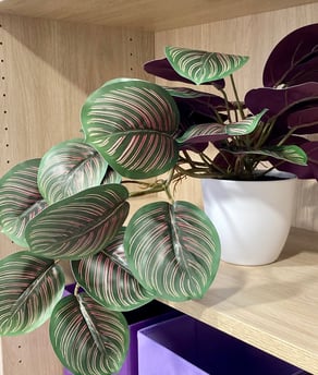 Una planta en una estantería
