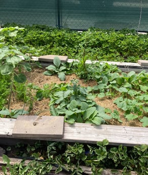 Using electro culture in my garden!