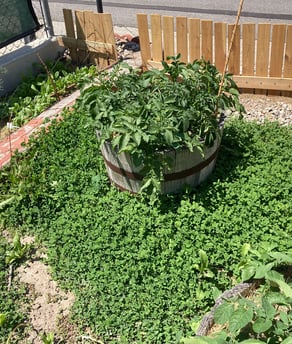 using electro culture in my garden!