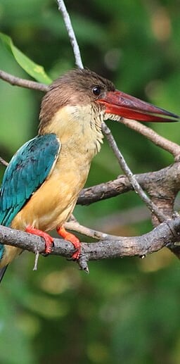 Kingfisher bird at Kumarakom Bird Sanctuary – colorful wetland species of Kerala South India travel