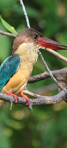 Kingfisher bird at Kumarakom Bird Sanctuary – colorful wetland species of Kerala South India travel