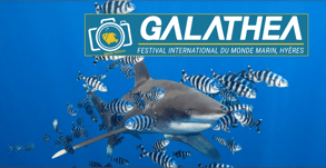 Affiche Galathea 2024