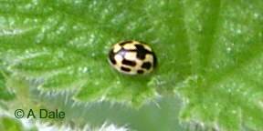 Propylea quattuordecimpunctata