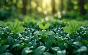 Nature et croissance personnelle - approche holistique du bien-être