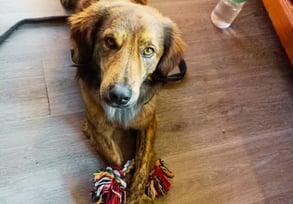 brauner Hund