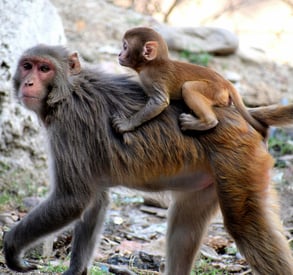 Friendly Monkeys