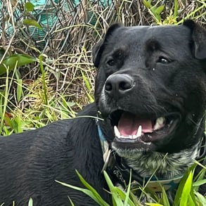 a dog is laying down in the grass