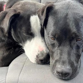 two dogs are laying on the back of a car