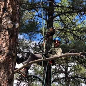 Earthly Elevations tree trimming arborists in Pagosa Springs, Colorado