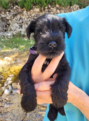 Chiot Schnauzer miniature 5 semaines