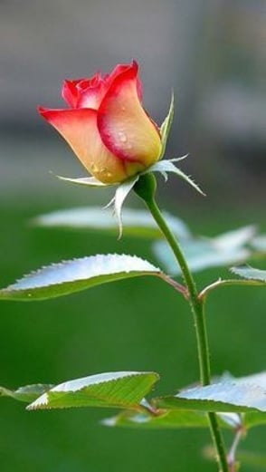 Red rose-like flower in soft bloom – a gentle reminder to be the light even when surrounded by darkness