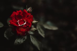Vestuvių fotografas- reportažinė vestuvių fotosesija