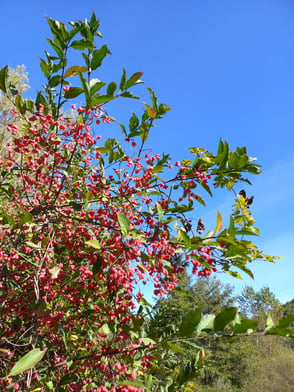 Fleurs dans le camping des deux Séquoias