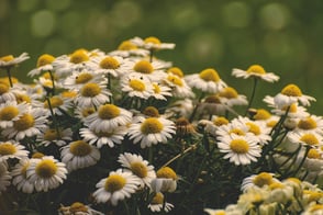 FlowerChamomile 