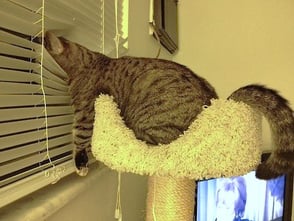 bored cat looking at the window the head through the sunblind