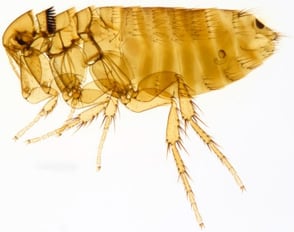 Montreal Rodent Flea