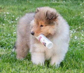 soins spécifiques pour chien