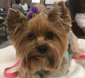 Pet Partners Therapy Dog Roo.