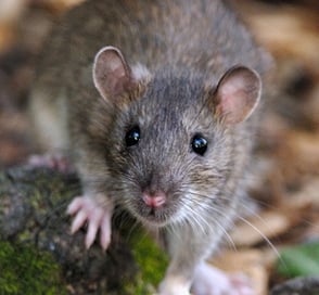 Montreal Rat