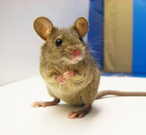 Montreal Mouse