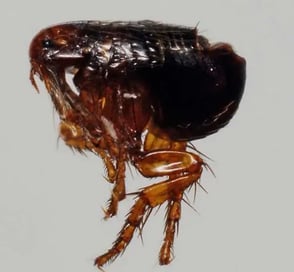 Montreal Cat Flea