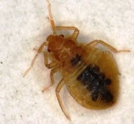 Montreal Bed Bug