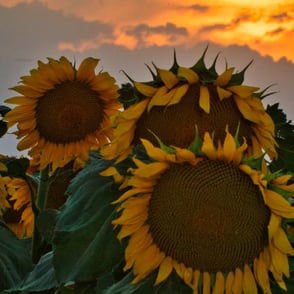 Girasoles