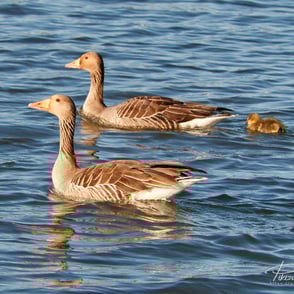 Patos