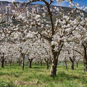 Cerezos en flor