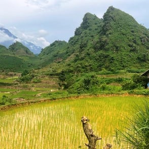 Rice terraces Lai Chau North Vietnam