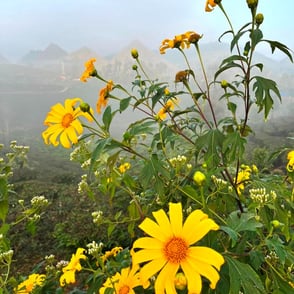 Flowers Lai Chau North Vietnam