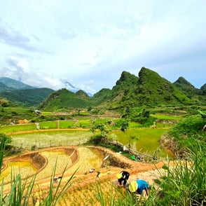 Paddy fiels Lai Chau North Vietnam