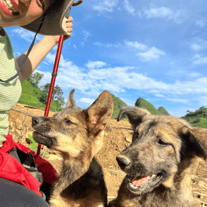 Dogs Lai Chau