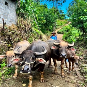 Buffalos La Chau North Vietnam