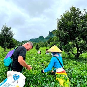 Tea plantation harvest Lai Chau North Vietnam