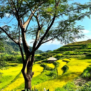 Rice terraces Lai Chau North Vietnam