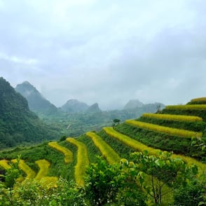 Rice terraces Lai Chau North Vietnam