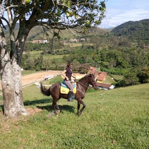 blog haras notas de fogo