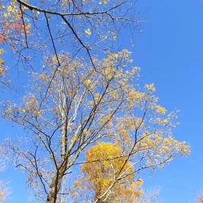 La Tuque, automne, ciel.