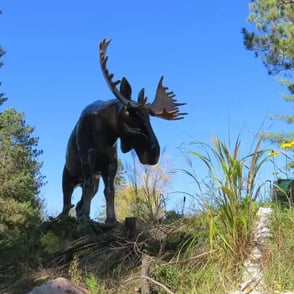 La Tuque, sculpture d'orignal, automne