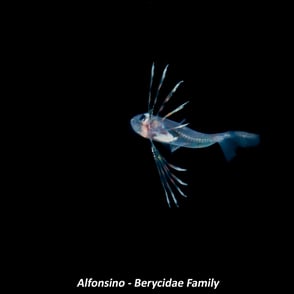 Alfonsino - Berycidae Family
