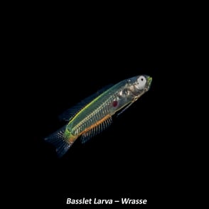 Basslet Larva – Wrasse