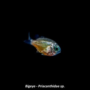 Bigeye - Priacanthidae sp.