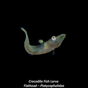 Crocodile Fish Larva - Flathead – Platycephalidae