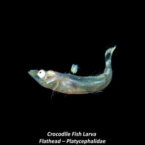 Crocodile Fish Larva - Flathead – Platycephalidae