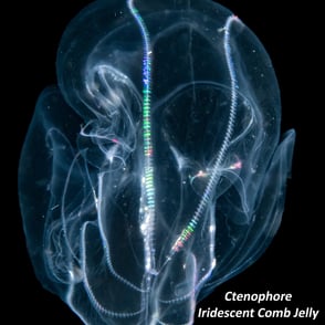Ctenophore - Iridescent Comb Jelly