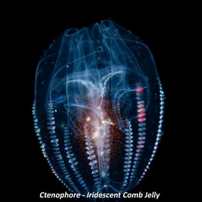 Ctenophore - Iridescent Comb Jelly