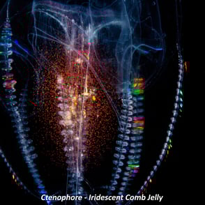 Ctenophore - Iridescent Comb Jelly