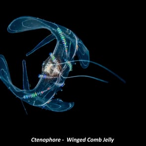 Ctenophore - Winged Comb Jelly