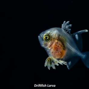 Driftfish Larva
